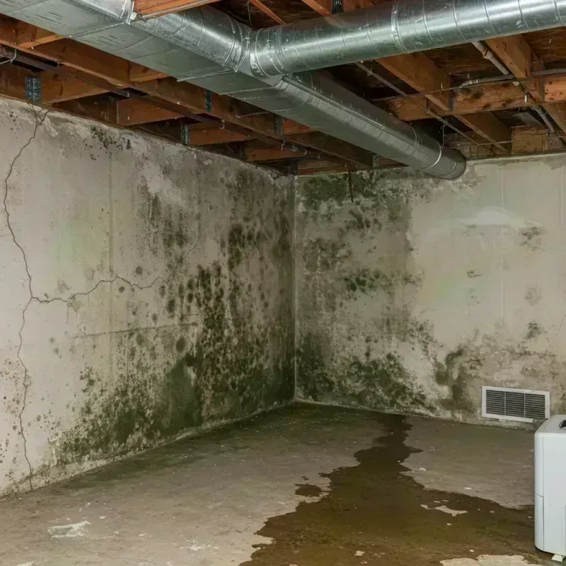 Professional Mold Removal in Breckenridge, CO